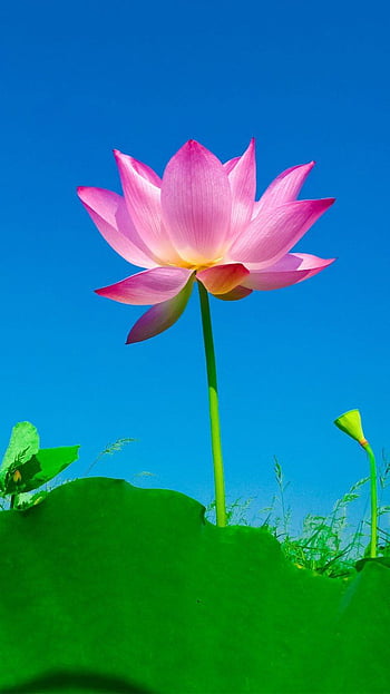Lotus Live Wallpaper - Apps on Google Play