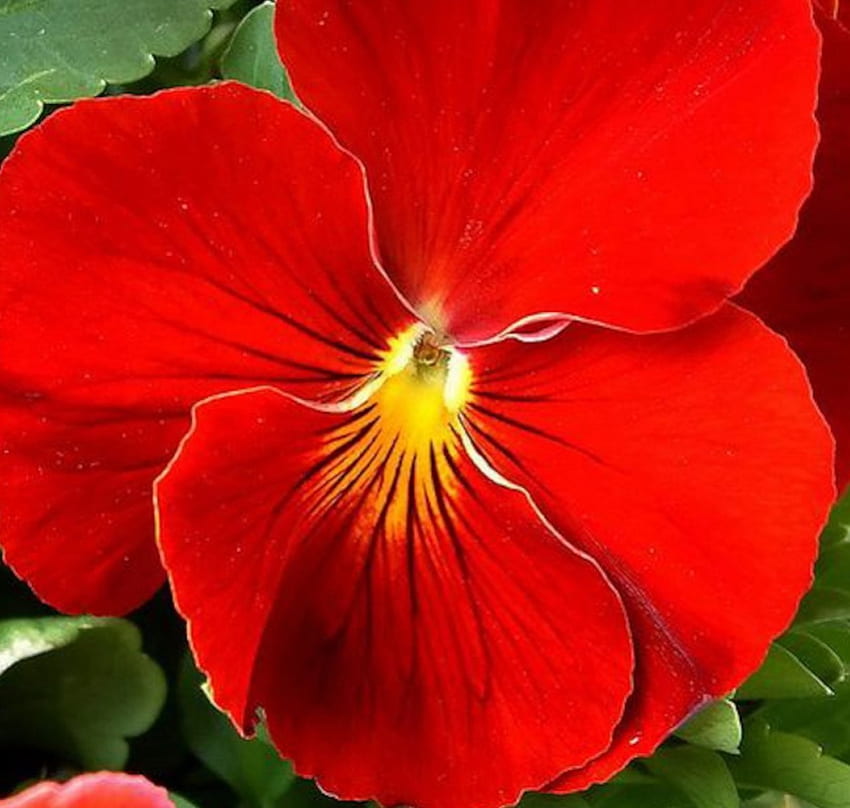 Red Pansi, pansi, closeup, petals, red, nature, flowers HD wallpaper