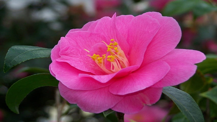 ดอกเคมีเลีย ตามฤดูกาล สีชมพู วัน ใบไม้ กลีบดอก ธรรมชาติ ดอกไม้ วอลล์เปเปอร์ HD