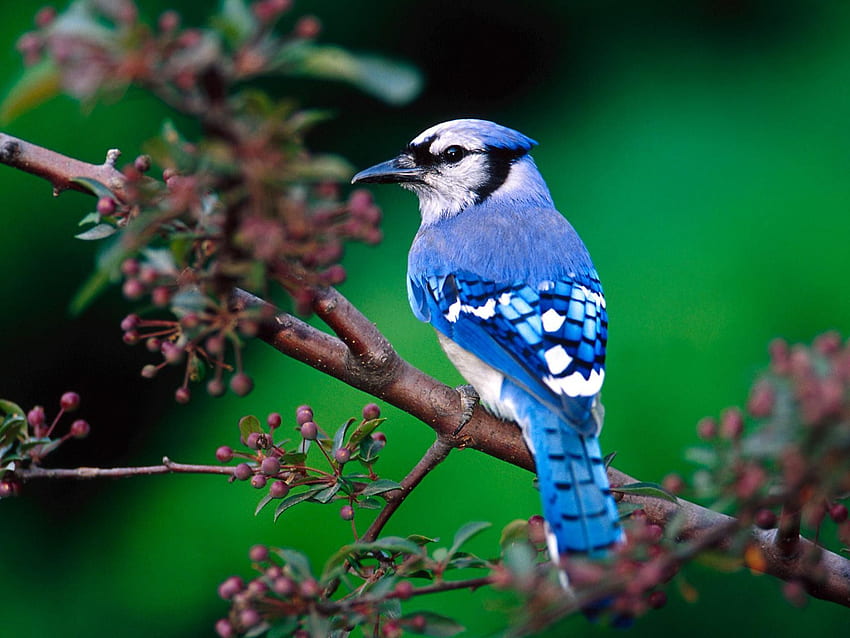 синя сойка. Птица синя сойка, Красива птица, Най-красива HD тапет