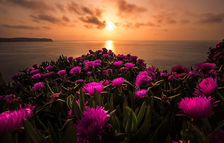 Wildflowers at sunrise, reflection, fiery, sunset, sunrise, ocean, sea, beautiful, summer, wildflowers, pink, sky HD wallpaper