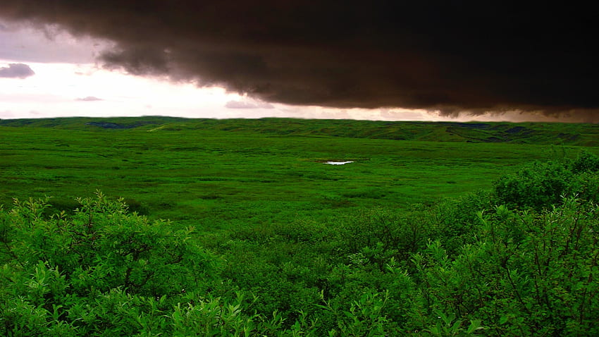 ธรรมชาติ ต้นไม้ เมฆ ป่า มงกุฎ สีเขียว มืดครึ้ม มีเมฆมาก มงกุฎ อากาศไม่ดี วอลล์เปเปอร์ HD