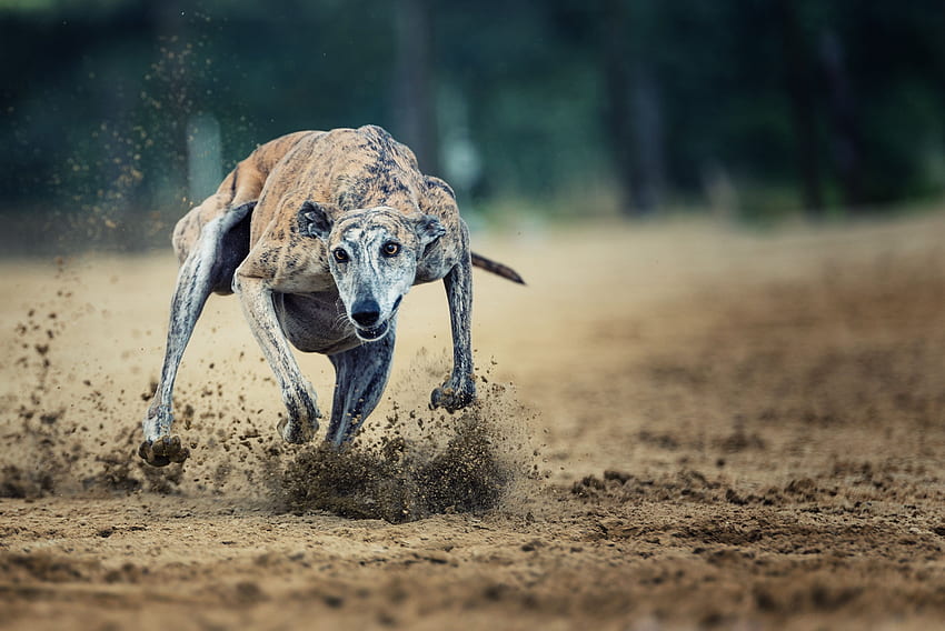 Greyhound Racing HD wallpaper