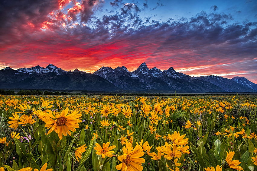 Wildflowers at sunset, wildflowers, field, sky, beautiful, sunset, fiery,  mountain HD wallpaper | Pxfuel
