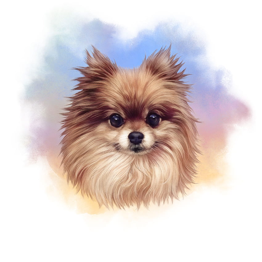 1920x1080px, 1080P Free download | Pomeranian Illustration. Dog art ...
