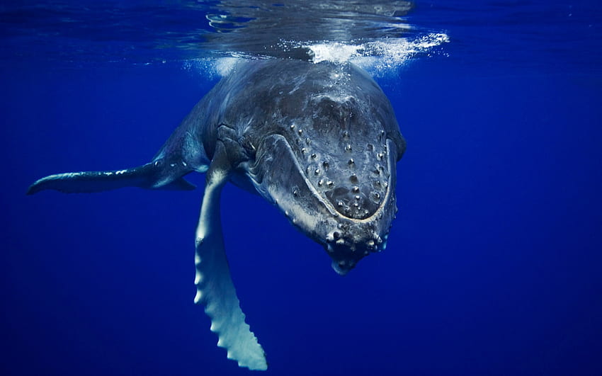 DO YOU SPAEK WHALE?, wieloryb, ssak, życie morskie, humbak, pod wodą, ocean Tapeta HD