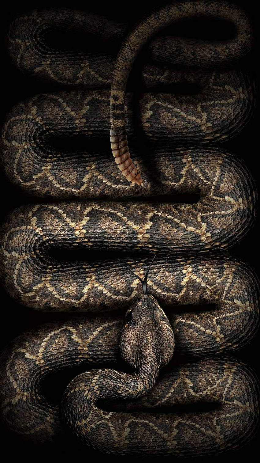 30000 Rattlesnake Pictures  Download Free Images on Unsplash