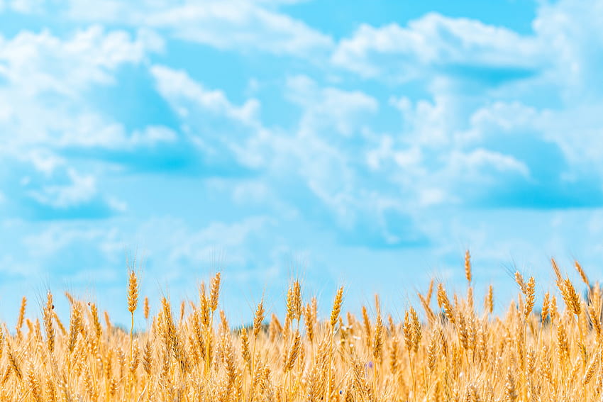 Nature, Sky, Cones, Clouds, Wheat, Field, Spikelets HD wallpaper
