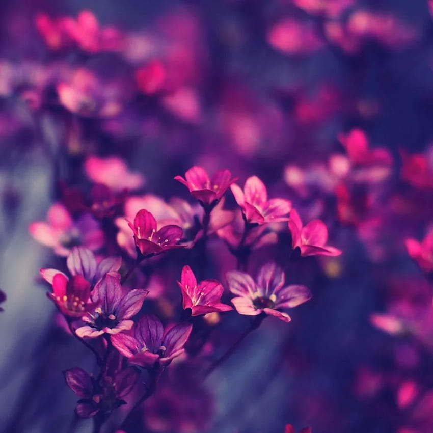 Flower iPad Nature, Pink Flower iPad HD phone wallpaper