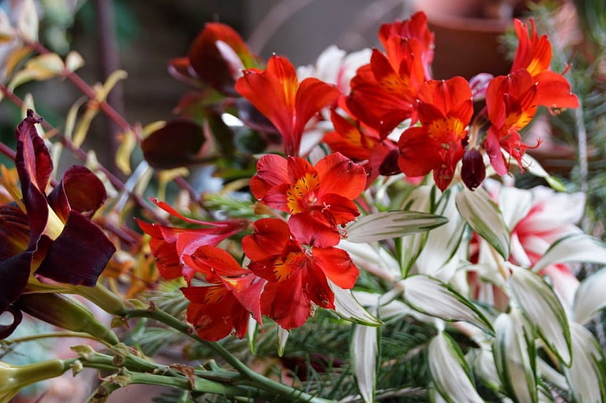 Wild Alstroemeria, red, Nature, flowers, alstroemeria, wild HD wallpaper
