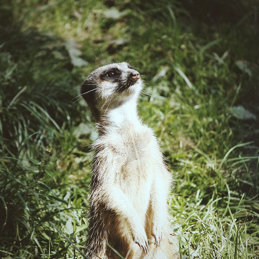 meerkat, standing, funny ipad air HD phone wallpaper