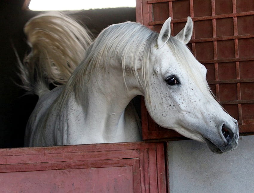 Hallo Theeeere!!, Araber, Pferde, orientalisch, grau HD-Hintergrundbild
