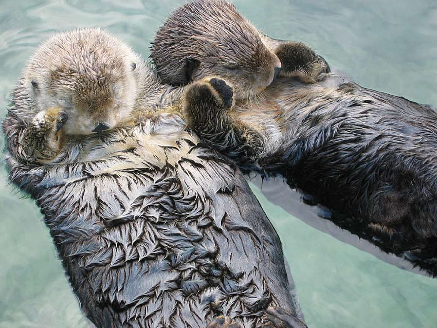 Fascinating Facts About Otters, Cute Sea Otter HD wallpaper | Pxfuel