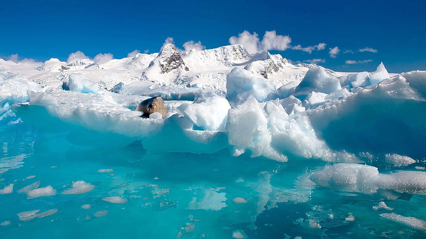 Animals, Water, Ice, Clouds, Ocean, Ice Floes, Fur Seal HD wallpaper