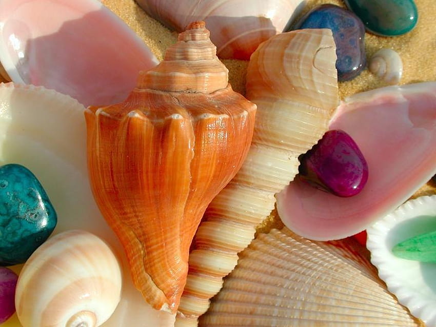 sea shells, sea, shell, nature HD wallpaper