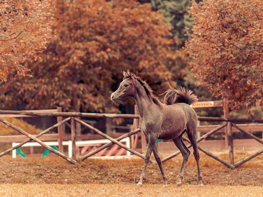 horse, autumn, background, stallion, paddock standard 4:3 background, Fall Horse HD wallpaper
