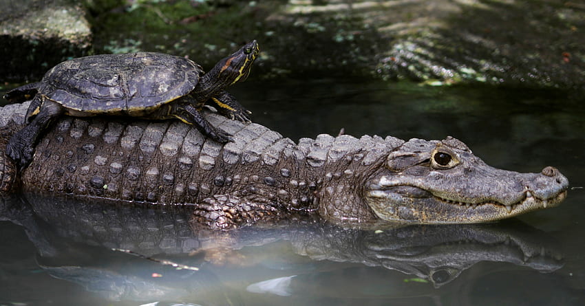 Lovely Scene of Animal Turtle on Alligator in Water Background HD wallpaper