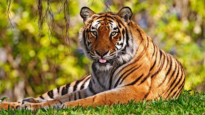 Harimau Latar Belakang Yang Indah Untuk Seluler, Harimau Abstrak Yang Indah Wallpaper HD