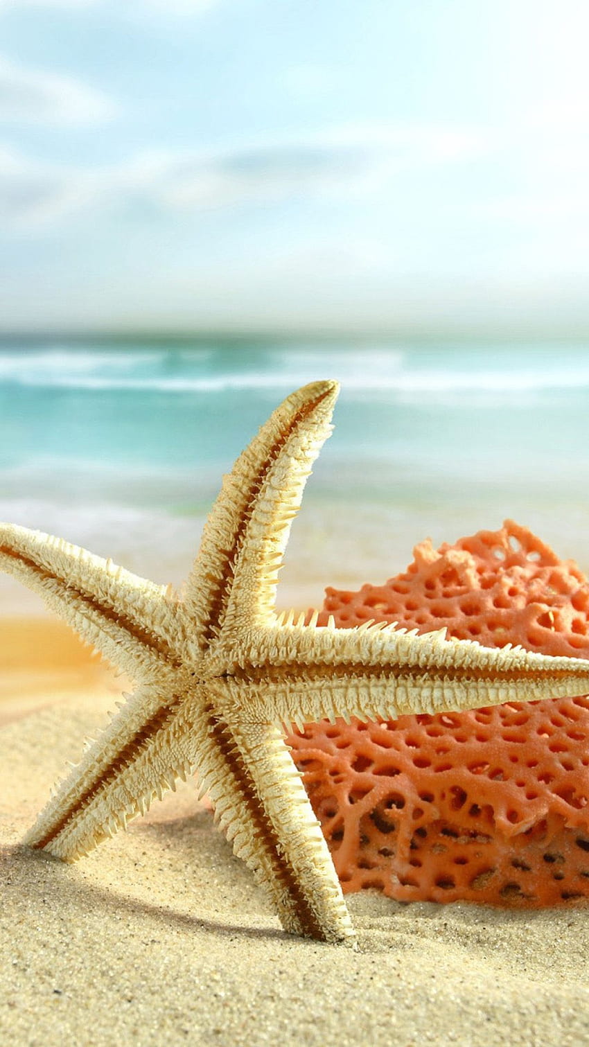 Denizyıldızı plaj oyuncakları Android - Android, Cute Beach HD telefon duvar kağıdı
