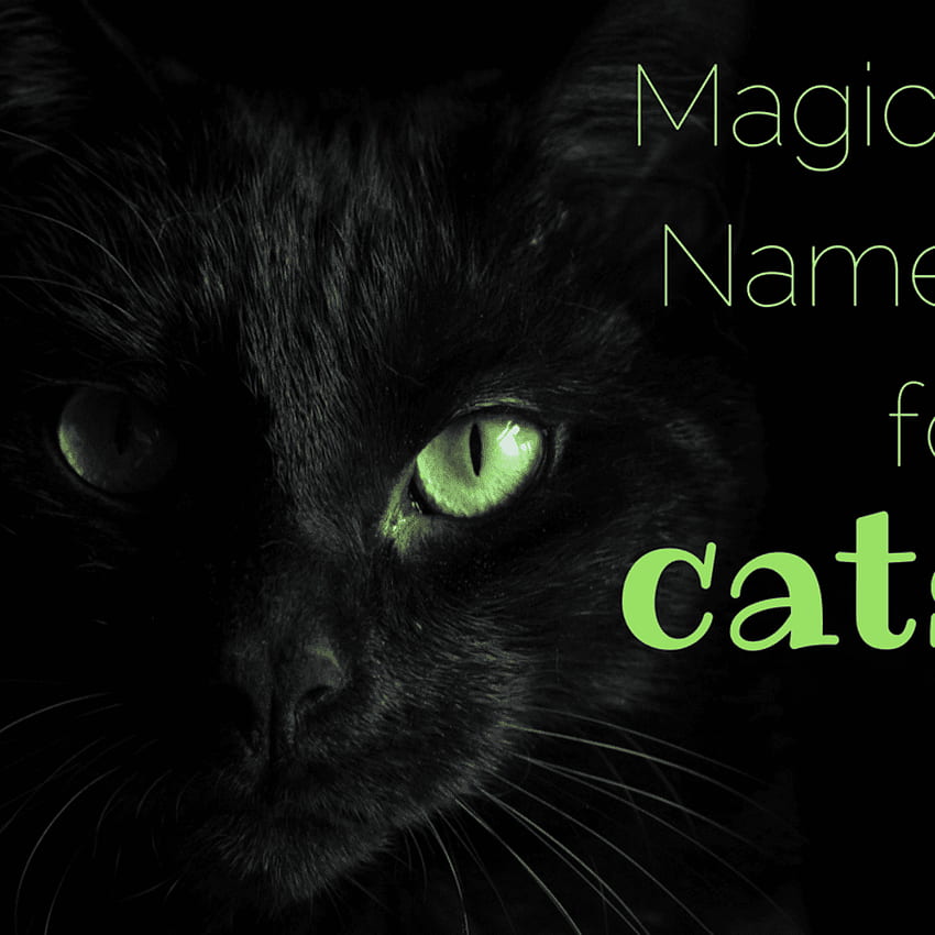 고양이의 마법 같은 이름, 아름다운 마녀 고양이 HD 전화 배경 화면
