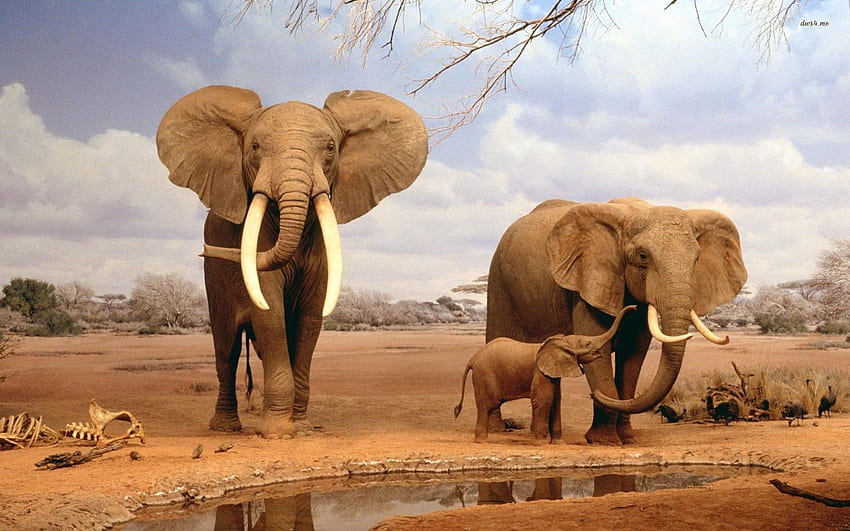 Elephant One HD wallpaper