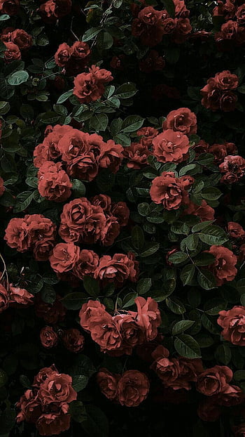 Aesthetic on sale roses background