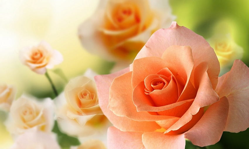 Rose, flowers, amazing, orange HD wallpaper