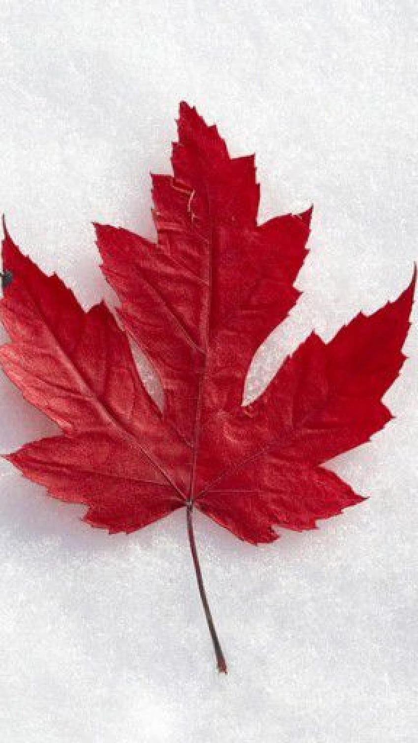 Discover 150+ canada wallpaper 4k iphone - 3tdesign.edu.vn