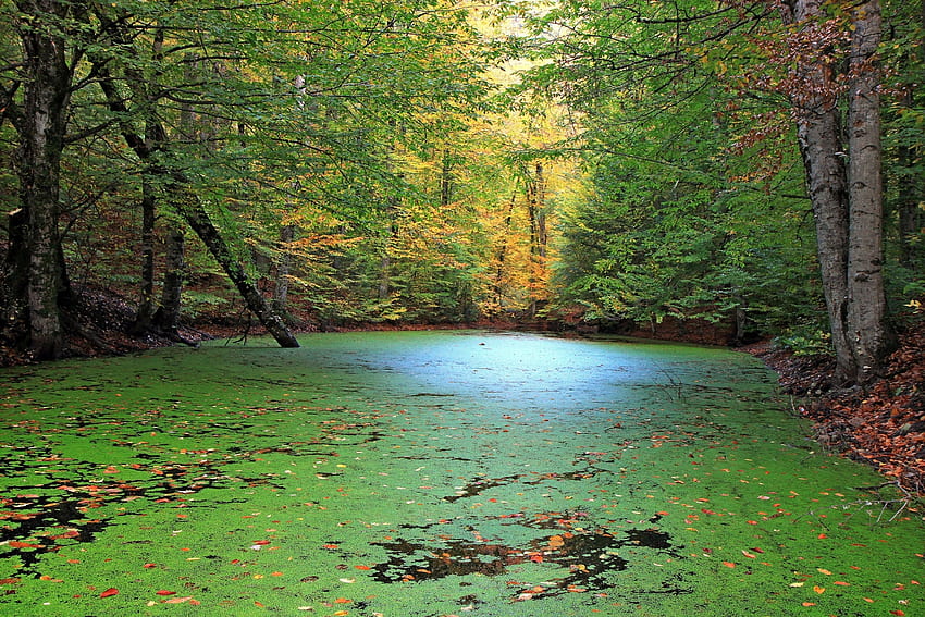 자연, 숲, 연못 HD 월페이퍼