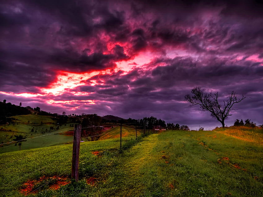 Purple clouds over the field, night, beautiful, grass, dusk, purple, field, clouds, nature, sky, evening HD wallpaper