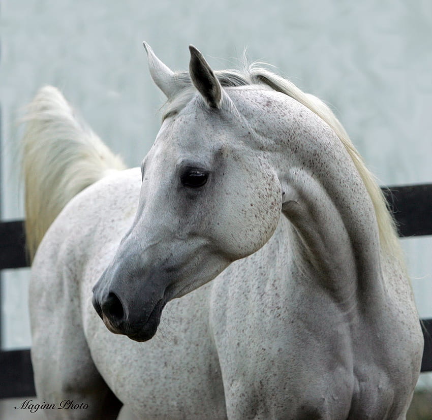 Real Arabian Horse Heads & - Becuo. Horses HD wallpaper