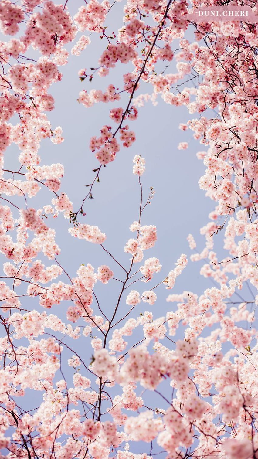 Kertas Dinding Hanami. Bunga sakura, Ponsel bunga, latar belakang iPhone, Bunga Pedesaan wallpaper ponsel HD