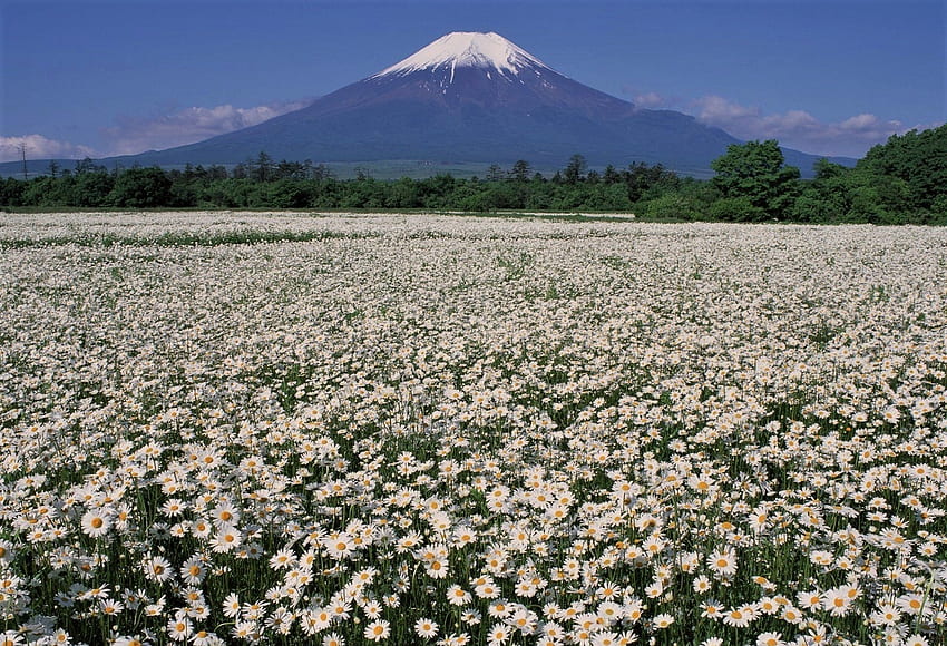 Mount Fuji, meadow, spring, daisies HD wallpaper
