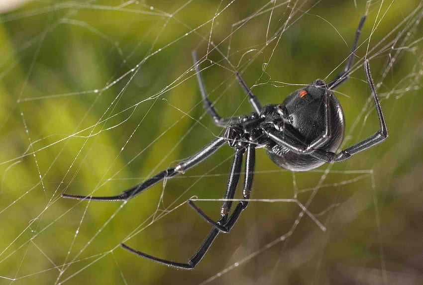 What happens when you poke, prod and pinch black widow spiders HD wallpaper