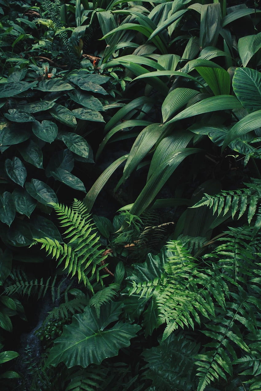 植物、ジャングルの植物 HD電話の壁紙