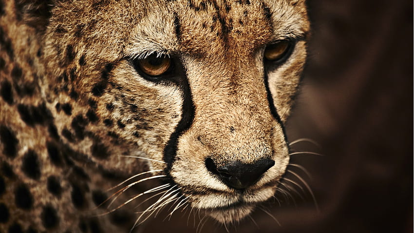 Cheeta Up Close F1, animal, graphy, feline, Cheeta, cat, Africa, wide screen, wildlife HD wallpaper