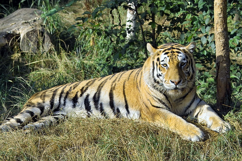 Panthera tigris, riposo, alberi, erba, grande, tigre dell'Amur Sfondo HD