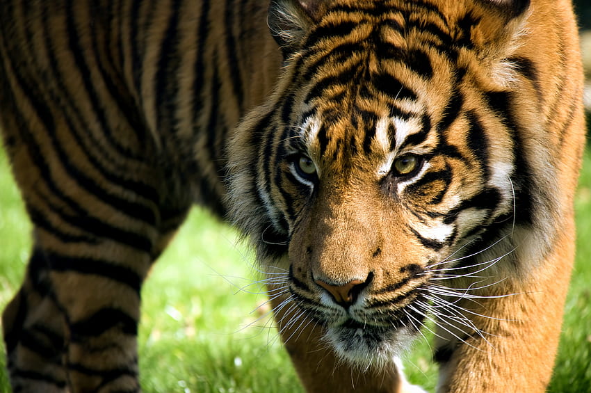 Animals, Muzzle, Striped, Predator, Big Cat, Tiger HD wallpaper