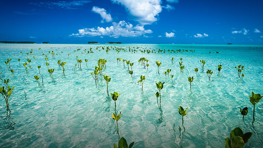 Los manglares jóvenes forman parte del parque marino, cerca de la parte continental de Tuvalu. Destacado de Windows 10 fondo de pantalla