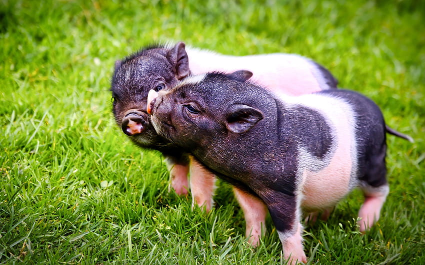 vietnamese pigs, funny animals, domestic pigs, Vietnamese Pot-bellied, pigs, domestic animals HD wallpaper