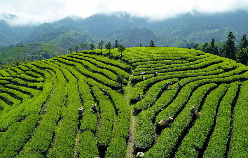 colinas, China, plantação de chá para , seção пейзажи, plantações de chá papel de parede HD