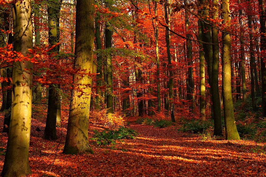 Природа, дървета, есен, листа, гора, просвети, пропуски HD тапет