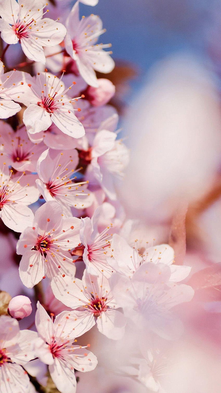 Telefono Cherry Blossom, fiore di ciliegio scuro Sfondo del telefono HD