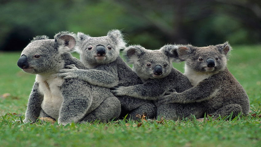 Cute Cartoon Koala Background [] for your , Mobile & Tablet. Explore Cute Baby  Koala . Cute Baby Koala , Baby Koala , Cute Koala HD wallpaper | Pxfuel