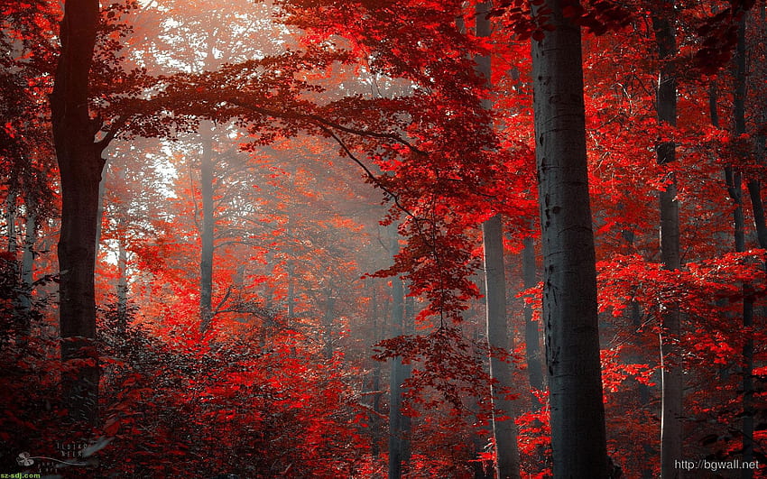 Contoh Musim Gugur untuk Latar Belakang Anda - Pengembangan & Perancangan Web, Musim Gugur Merah Wallpaper HD