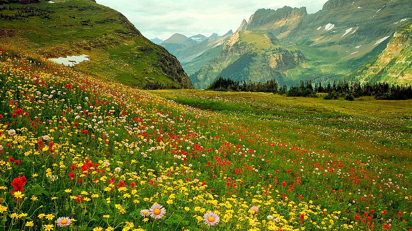 АЛПИЙСКИ ДИВИ ЦВЕТЯ, скалист, пейзаж, спокойствие, планина, диви цветя, живописен, идиличен, градинска стена, ледников национален парк HD тапет