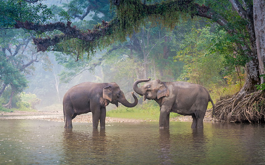 Elephants, river, wildlife, Thailand, Asia, Asian Elephant HD wallpaper |  Pxfuel
