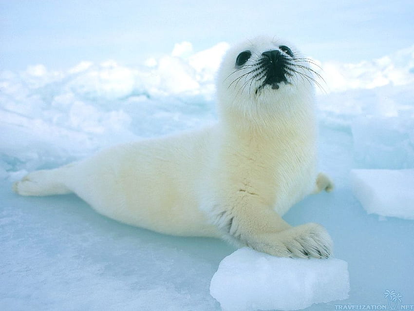 Cachorro de foca - León marino de nieve bebé, focas lindas fondo de pantalla