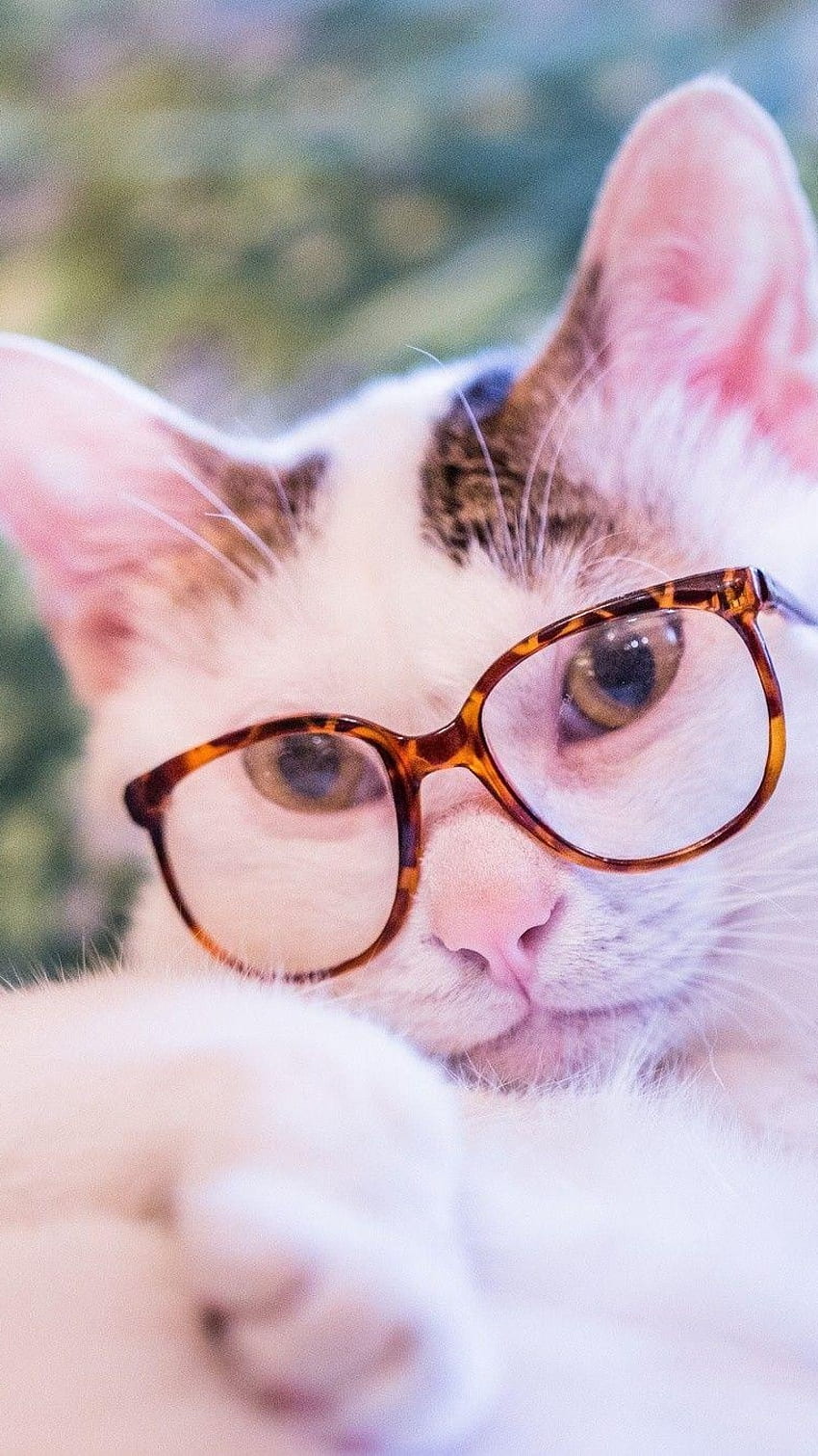 Cute Cat, Specks Look, specks, look, sitting, cat HD phone wallpaper