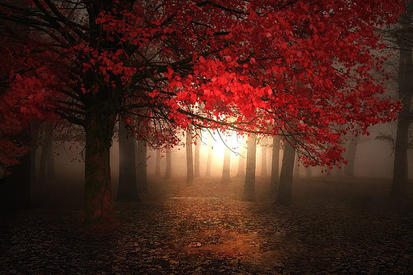 Jatuh Merah, daun, pohon, musim gugur, indah, hutan, pagi berkabut, cahaya ajaib Wallpaper HD